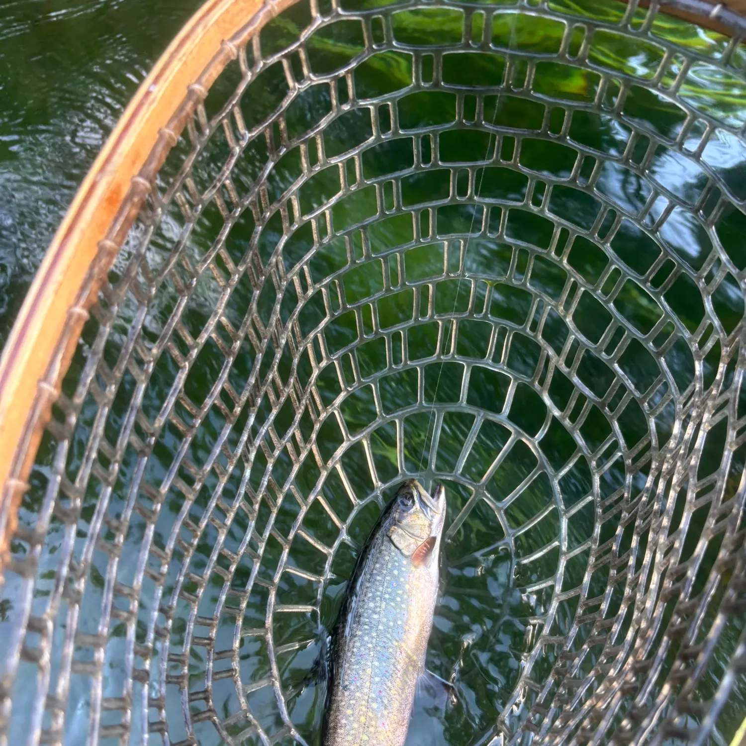 Rainbow trout caught on Fishbrain