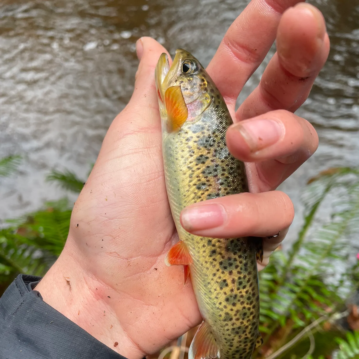 The most recent Coastal cutthroat trout catches on Fishbrain