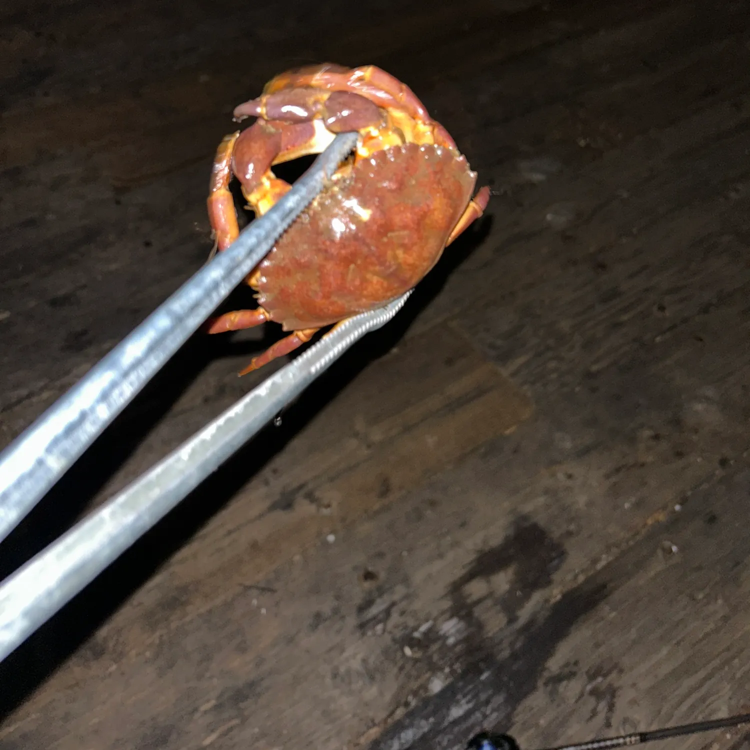 The most recent Red rock crab catches on Fishbrain