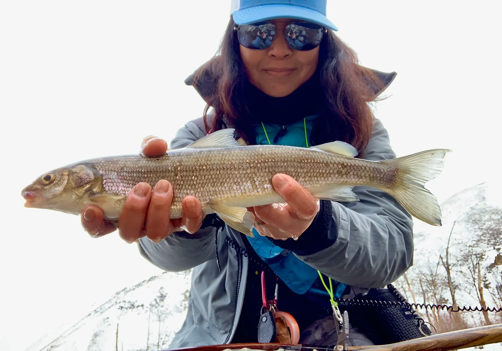 Mountain whitefish