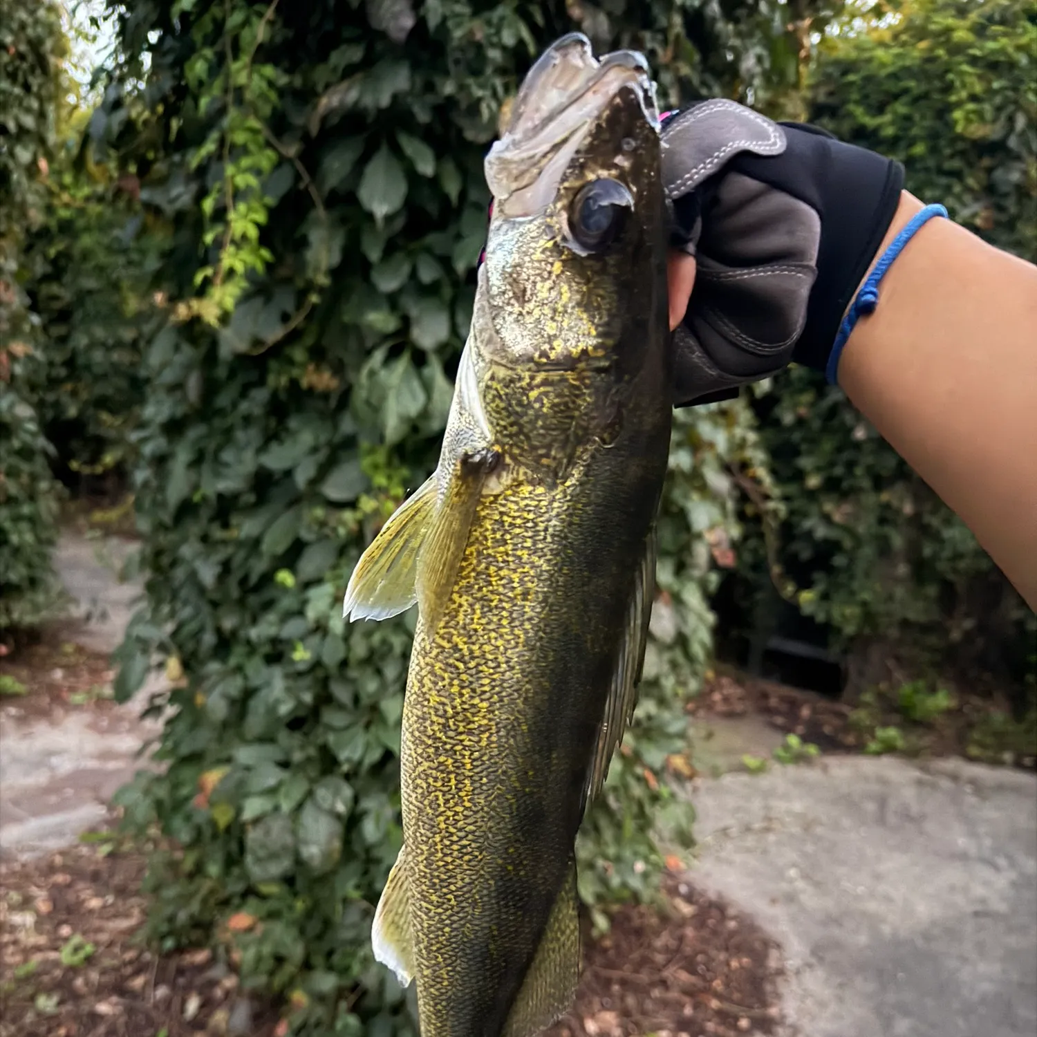 Walleye caught on Fishbrain