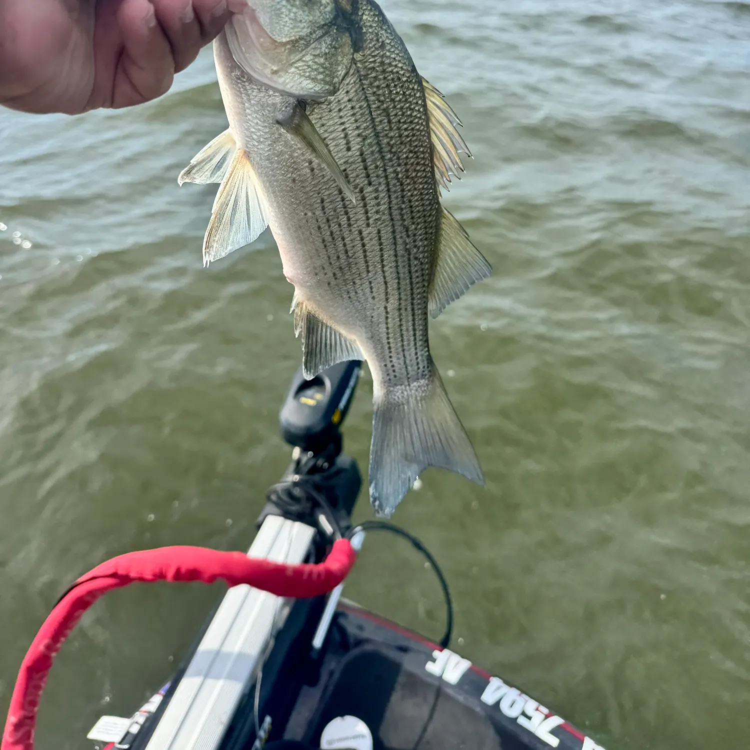 White bass caught on Fishbrain