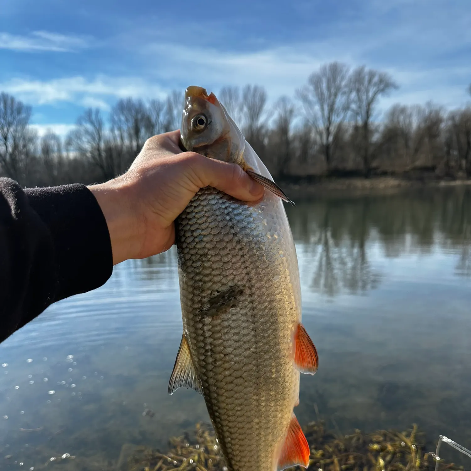 The most recent Common nase catches on Fishbrain