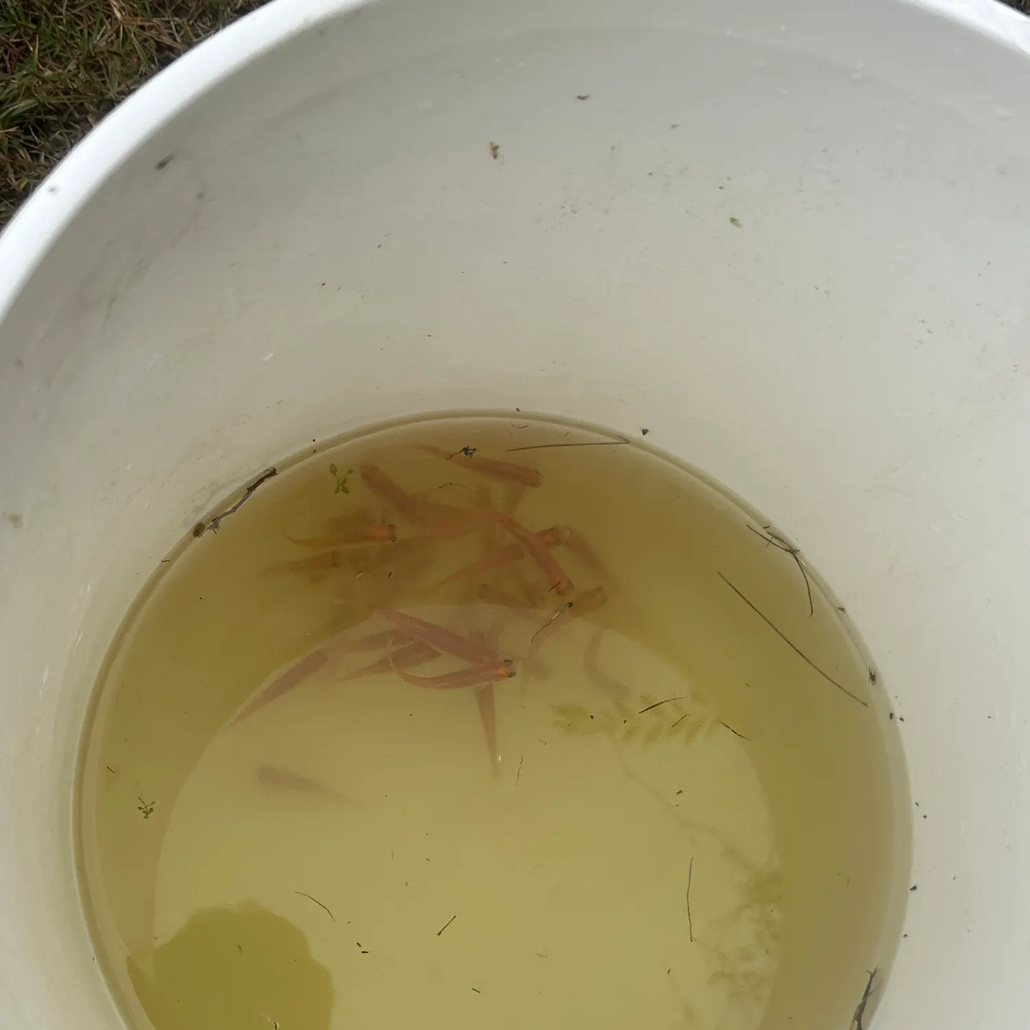 The most recent Fathead minnow catches on Fishbrain