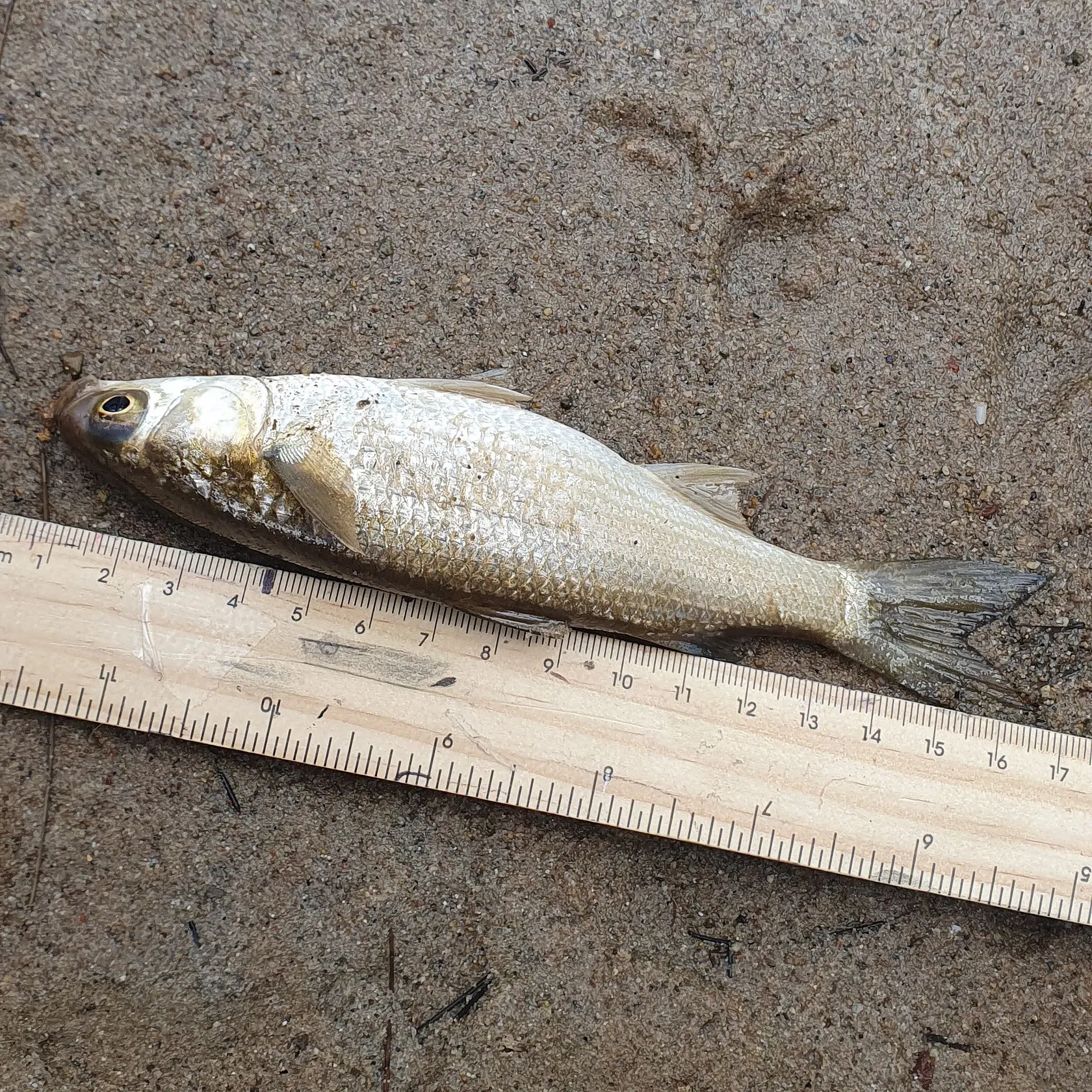 Striped mullet caught on Fishbrain