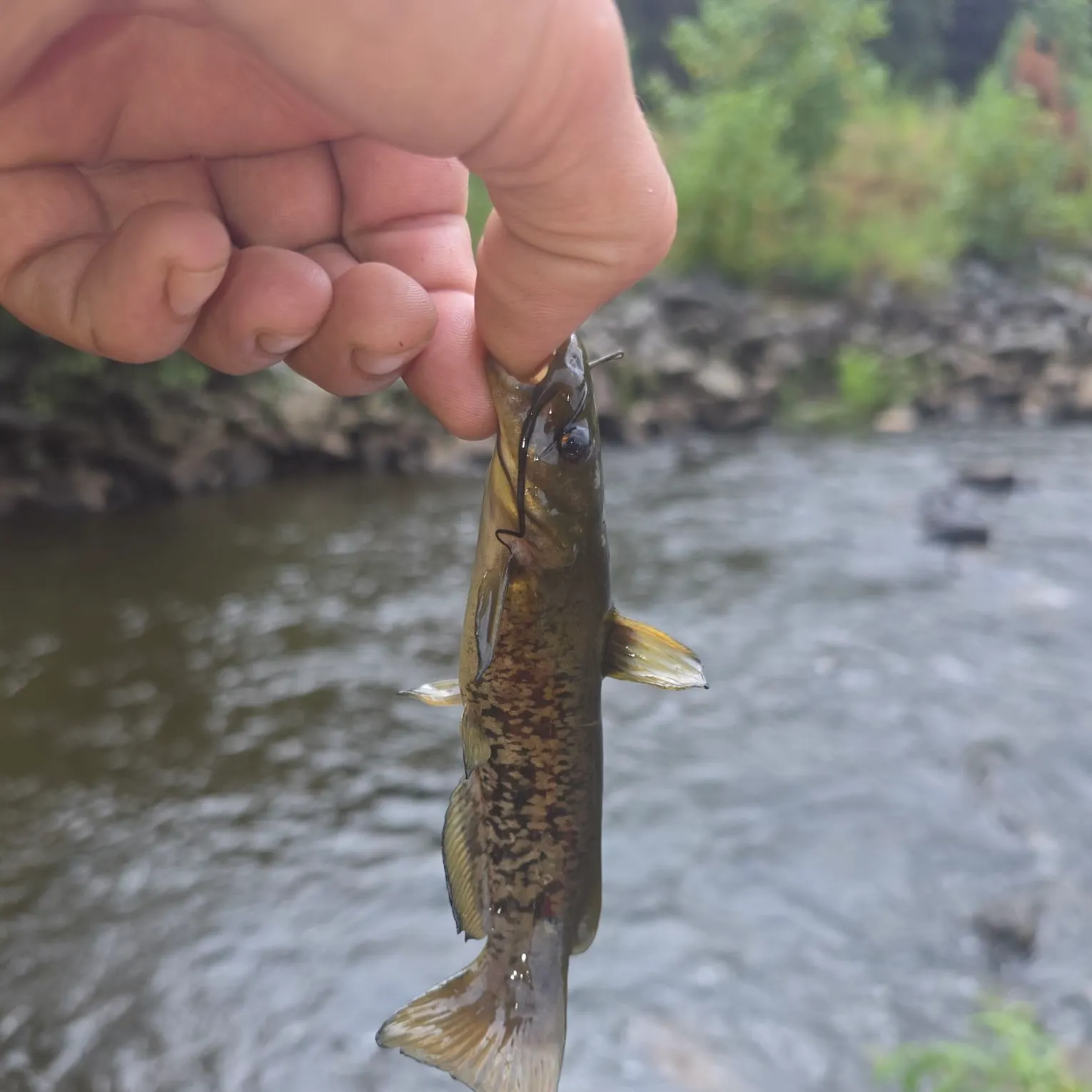 Snail bullhead caught on Fishbrain