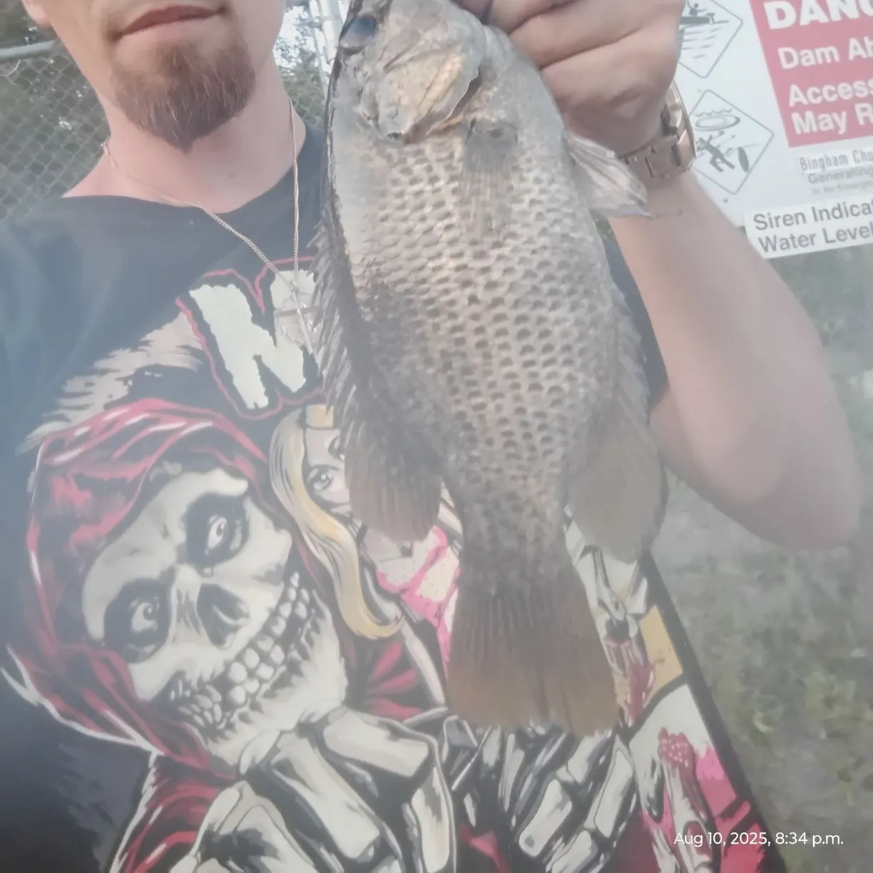 The most recent Rock bass catches on Fishbrain