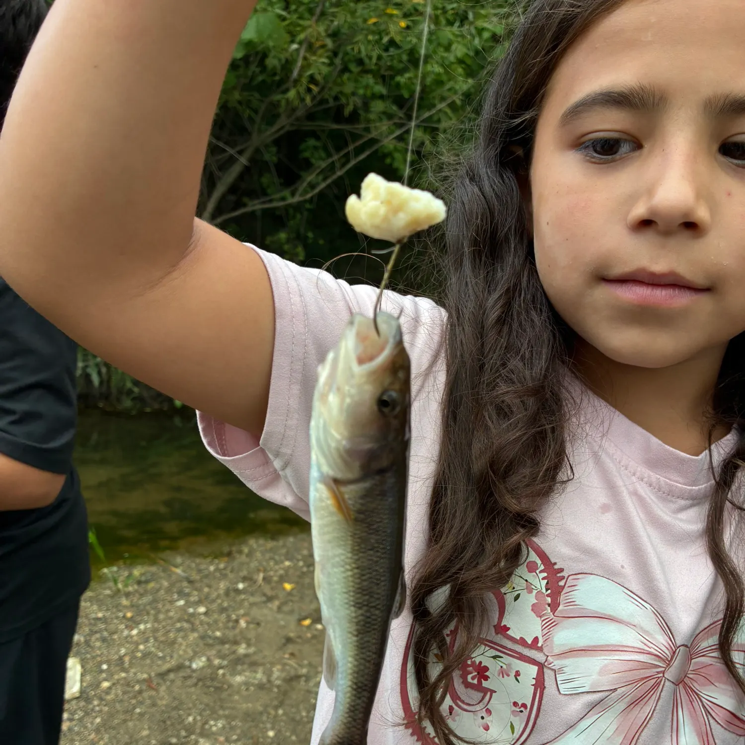 Creek chub caught on Fishbrain