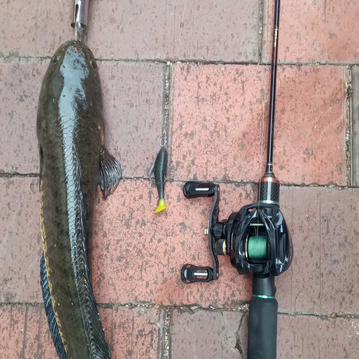 The most recent Striped snakehead catches on Fishbrain