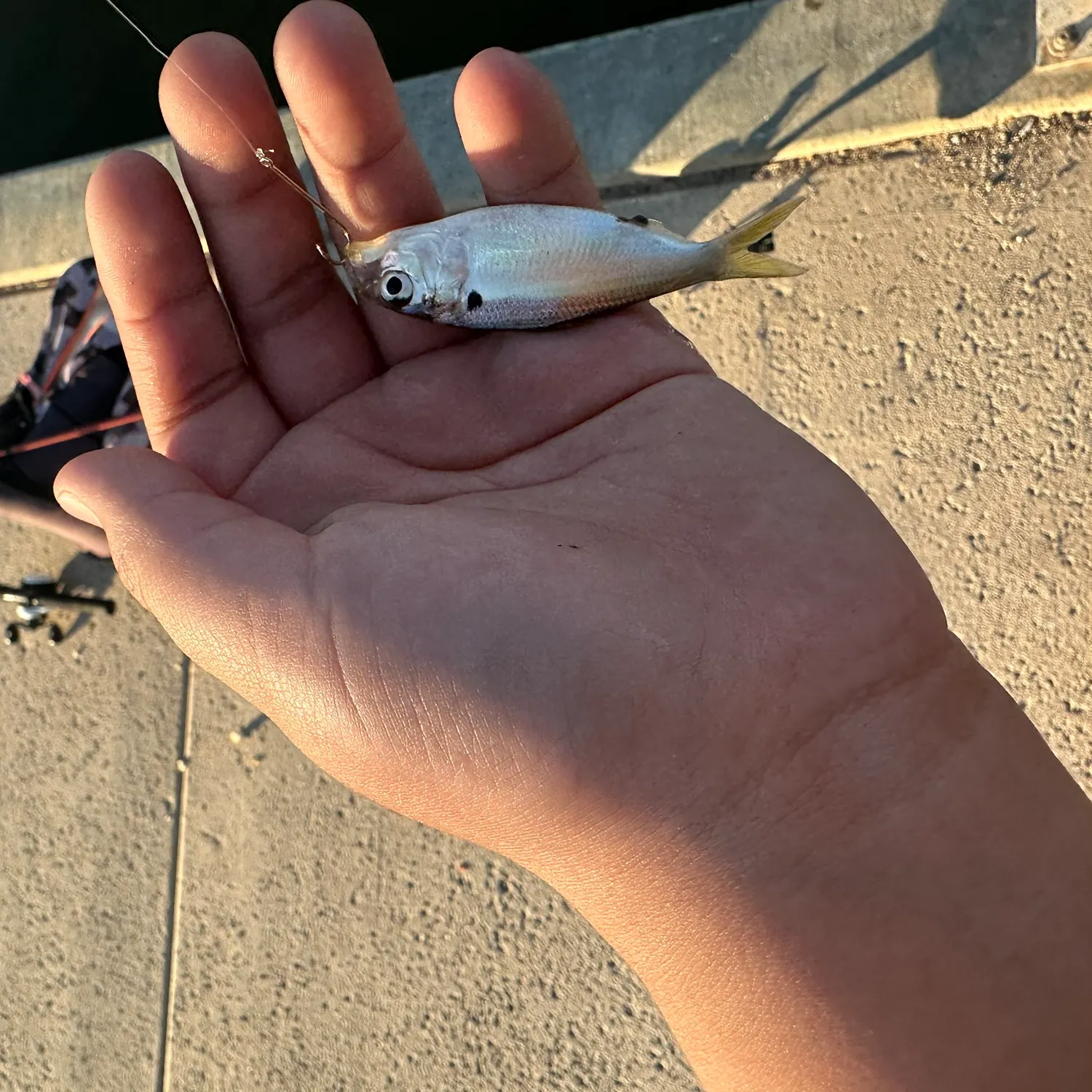 The most recent Dotted gizzard shad catches on Fishbrain