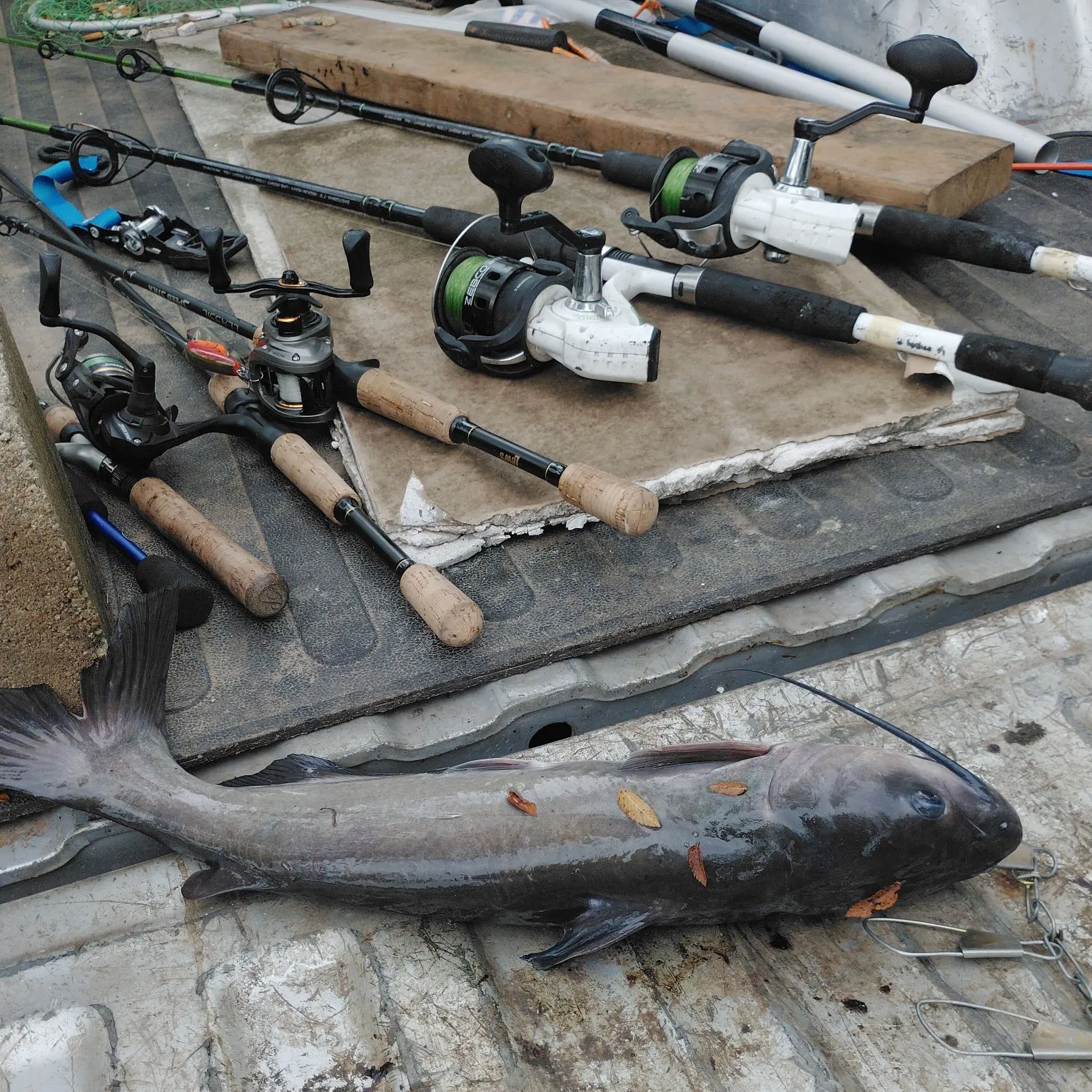 recently logged catches