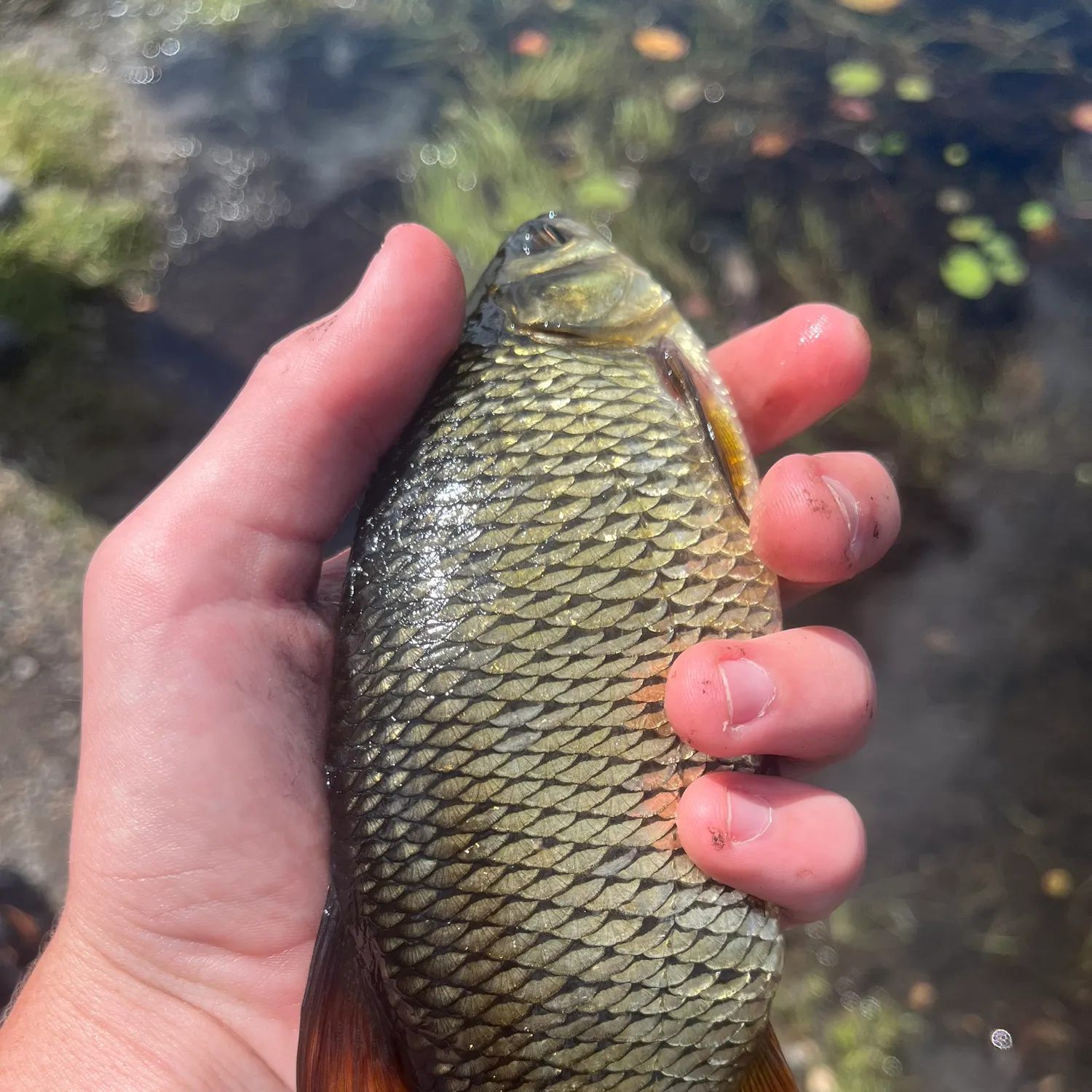 Golden shiner caught on Fishbrain