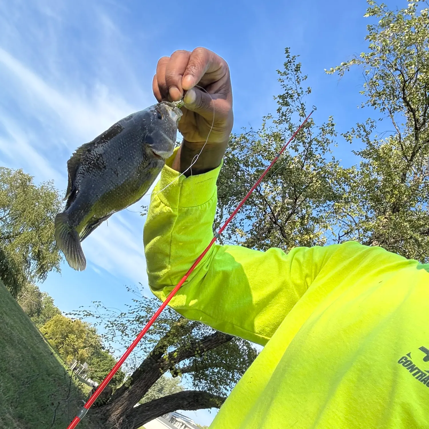 Green sunfish caught on Fishbrain