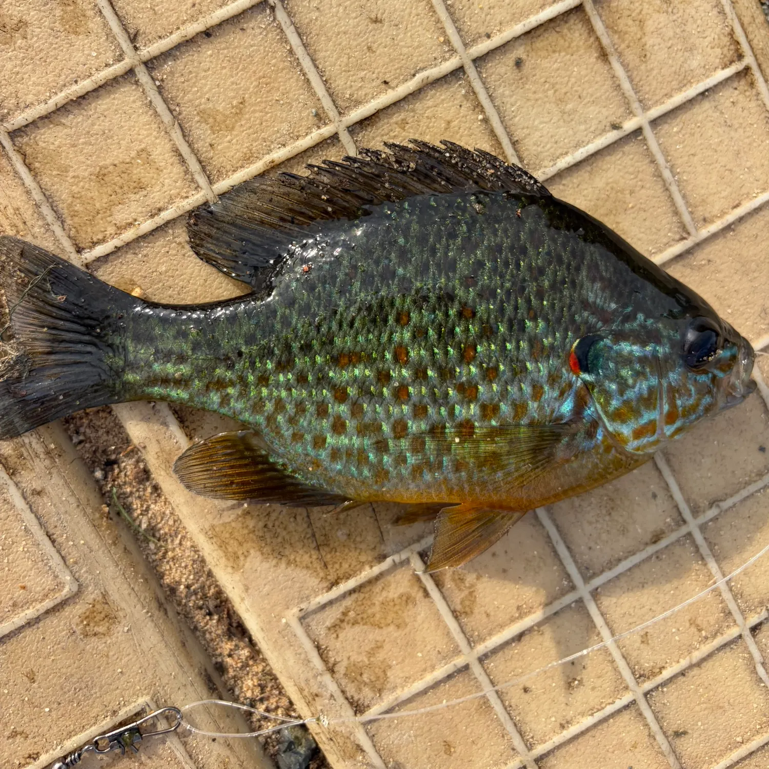 Pumpkingill hybrid caught on Fishbrain