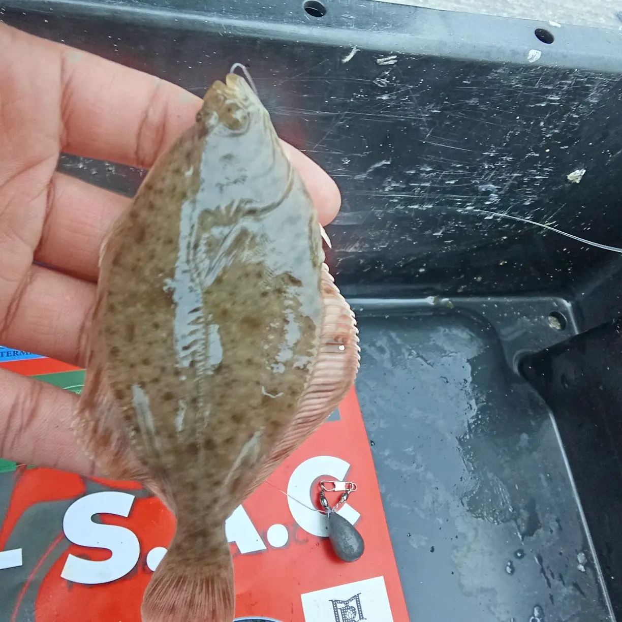 The most recent European flounder catches on Fishbrain