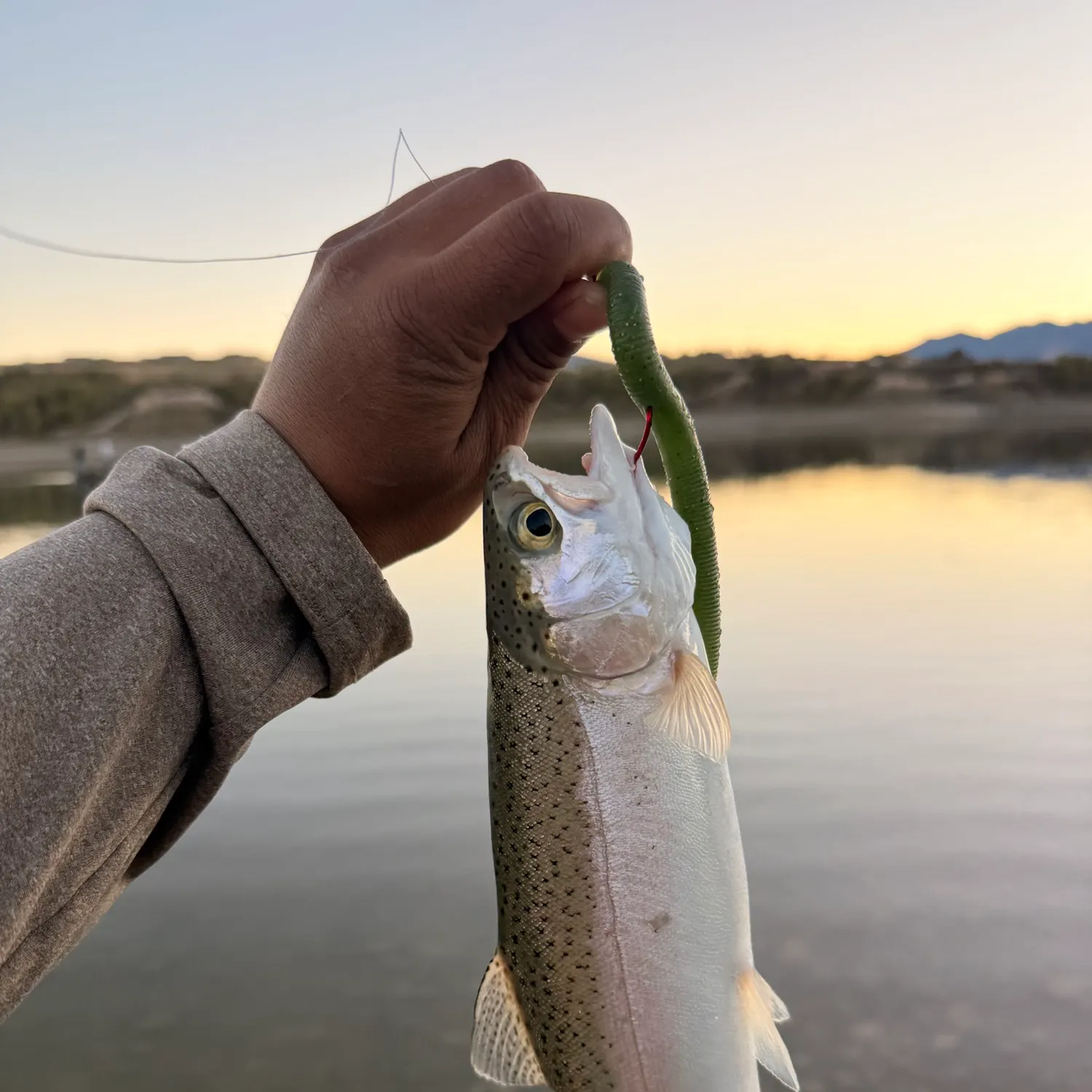 Steelhead caught on Fishbrain