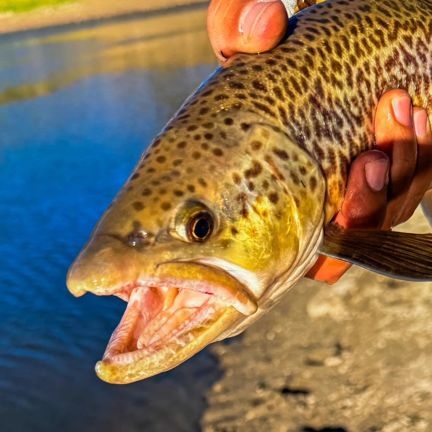 Tiger trout caught on Fishbrain