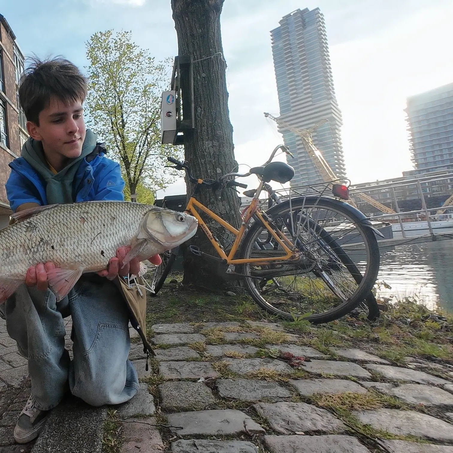 The most recent Asp catches on Fishbrain