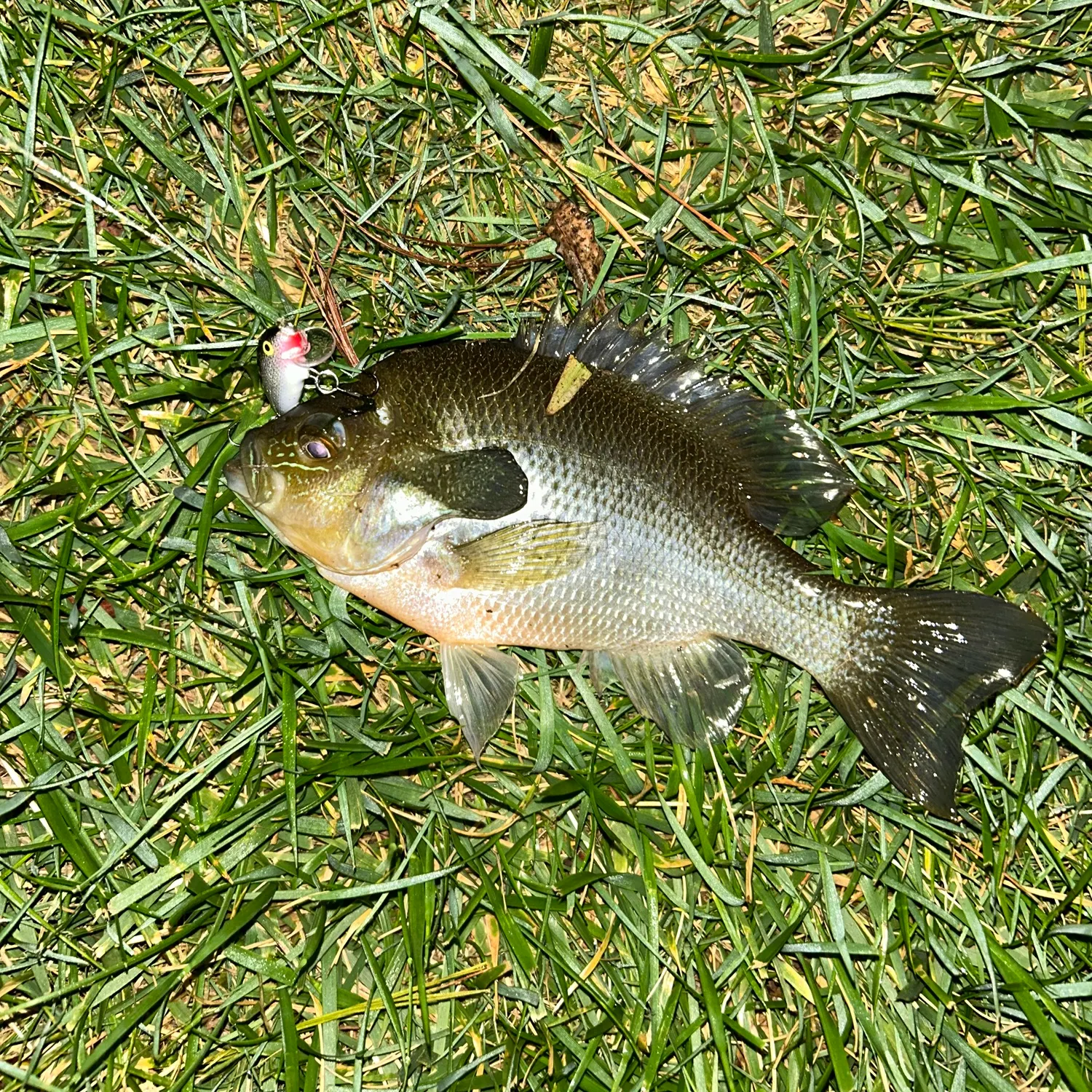 Redbreast sunfish caught on Fishbrain