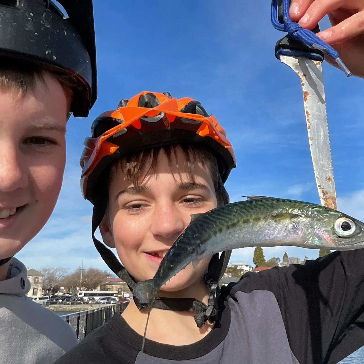 Pacific chub mackerel caught on Fishbrain