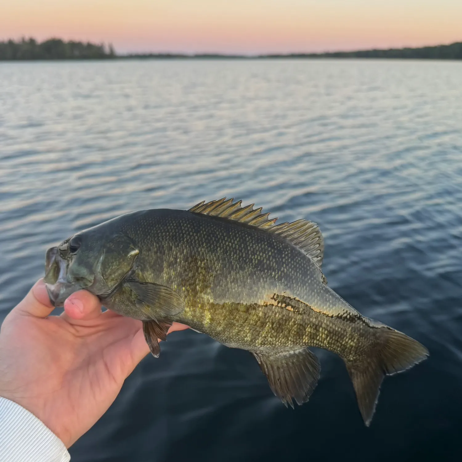 Smallmouth bass caught on Fishbrain