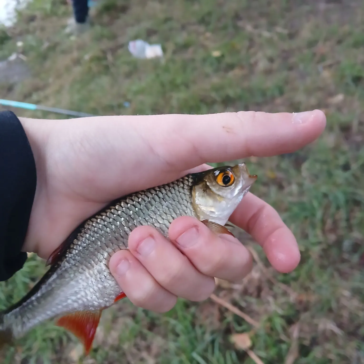 Common roach caught on Fishbrain