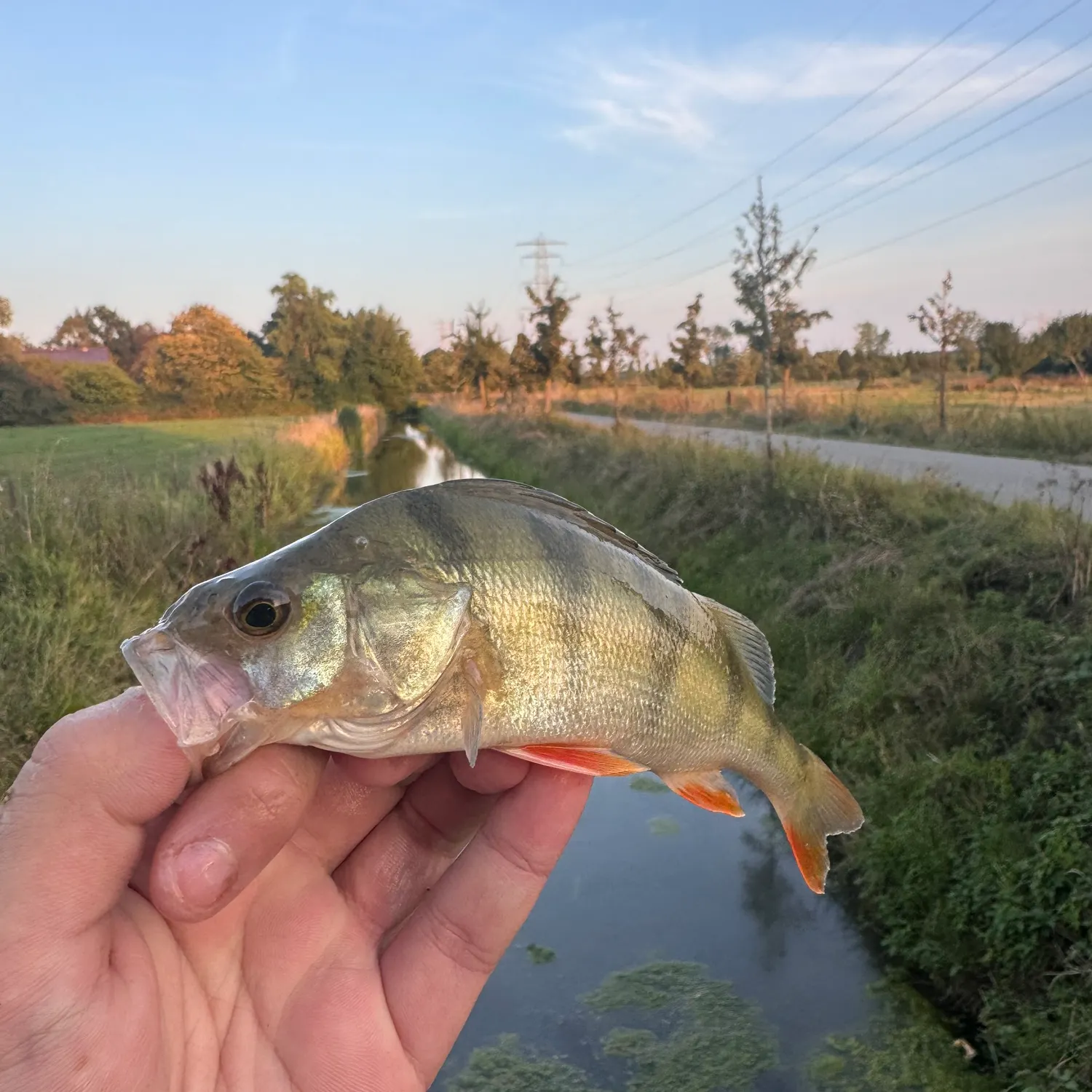 European perch caught on Fishbrain