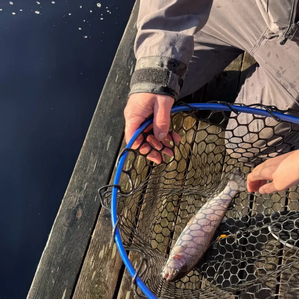 The most recent Rainbow trout catches on Fishbrain