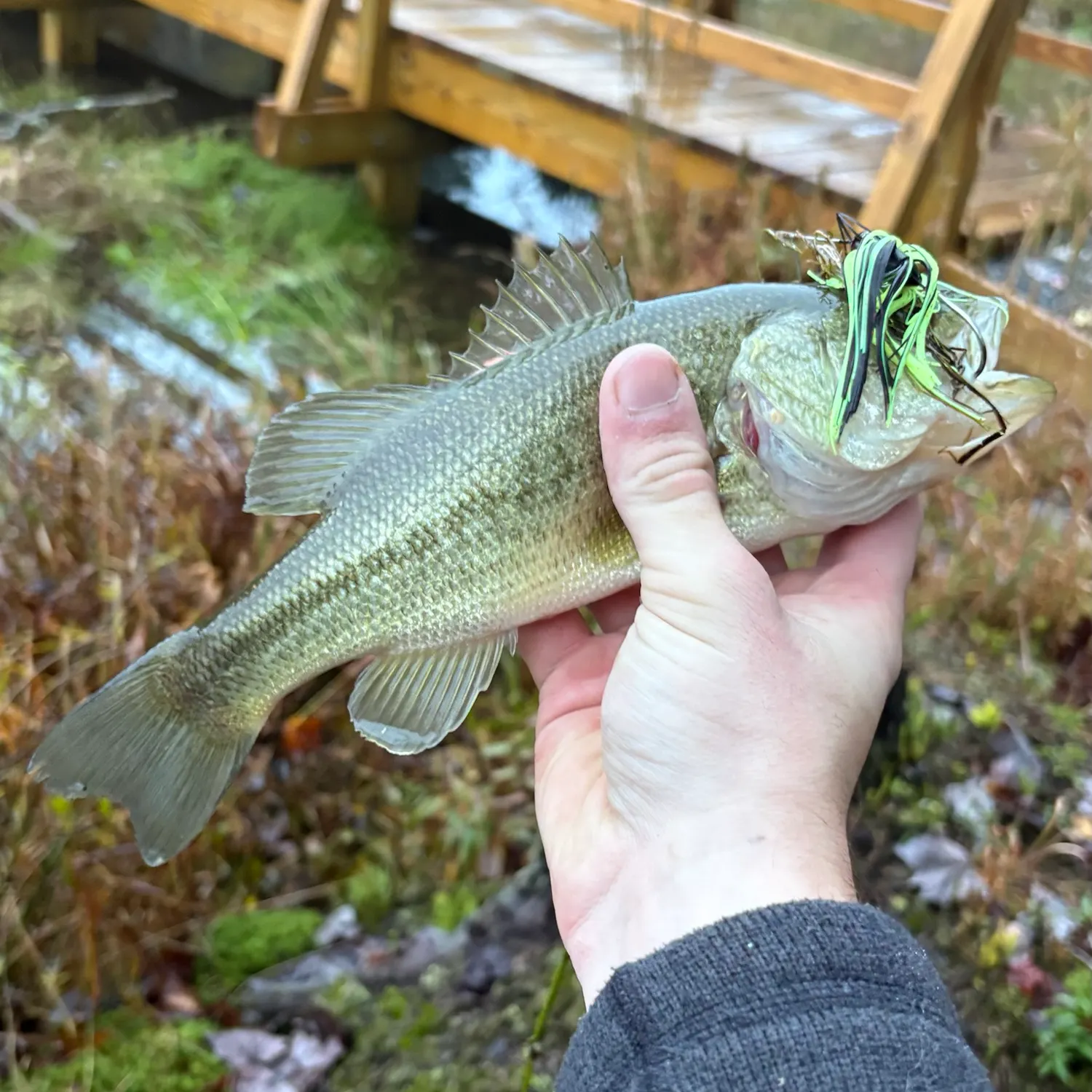Largemouth bass caught on Fishbrain