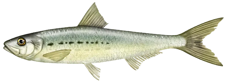 Pacific sardine
