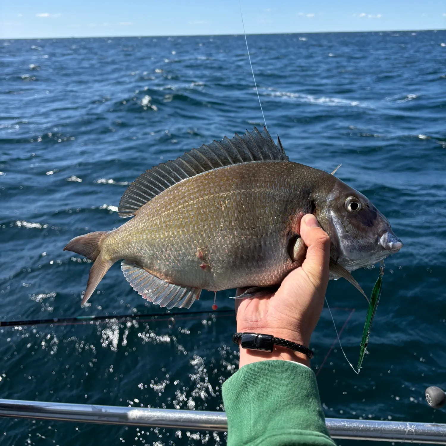 Scup caught on Fishbrain