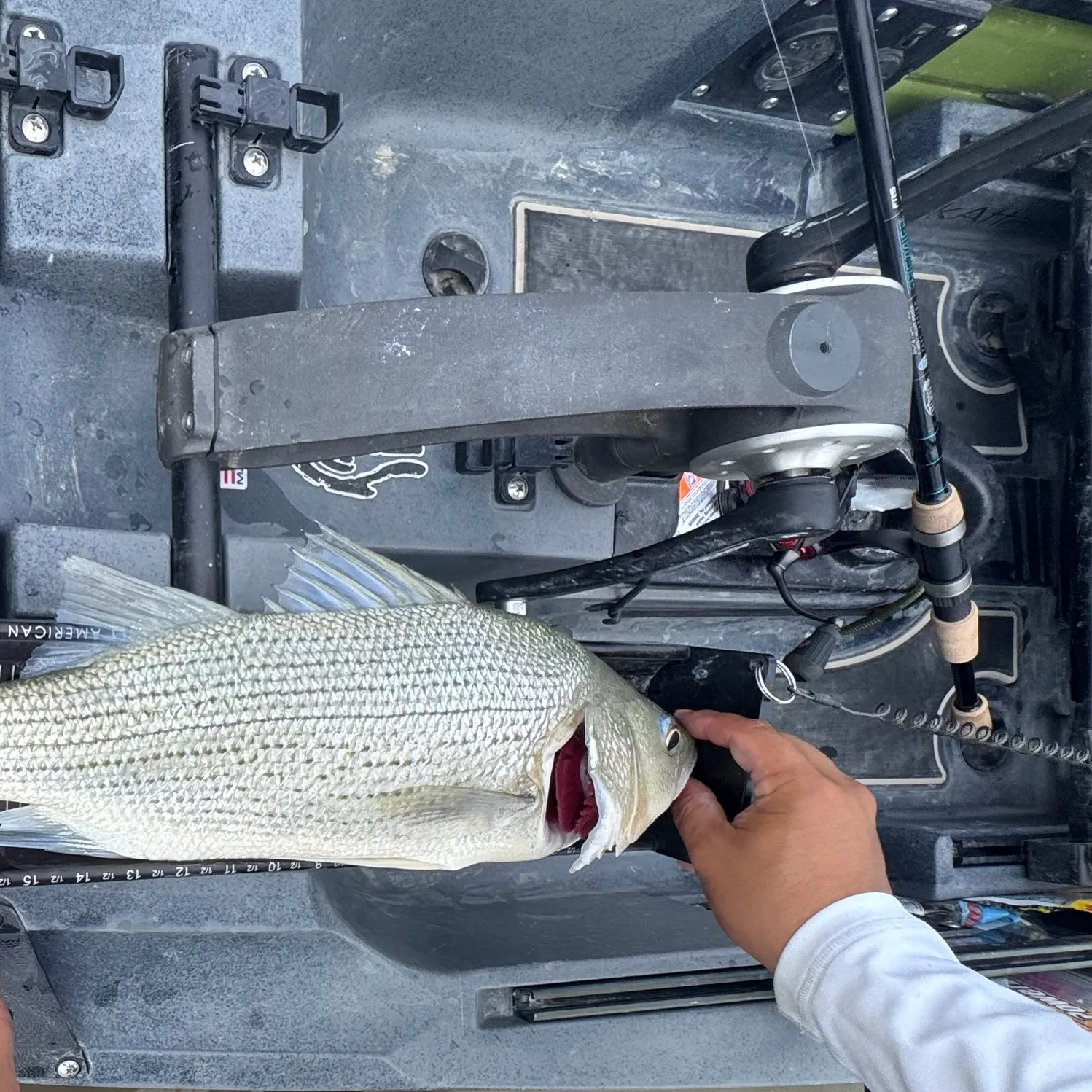 The most recent Hybrid striped bass catches on Fishbrain