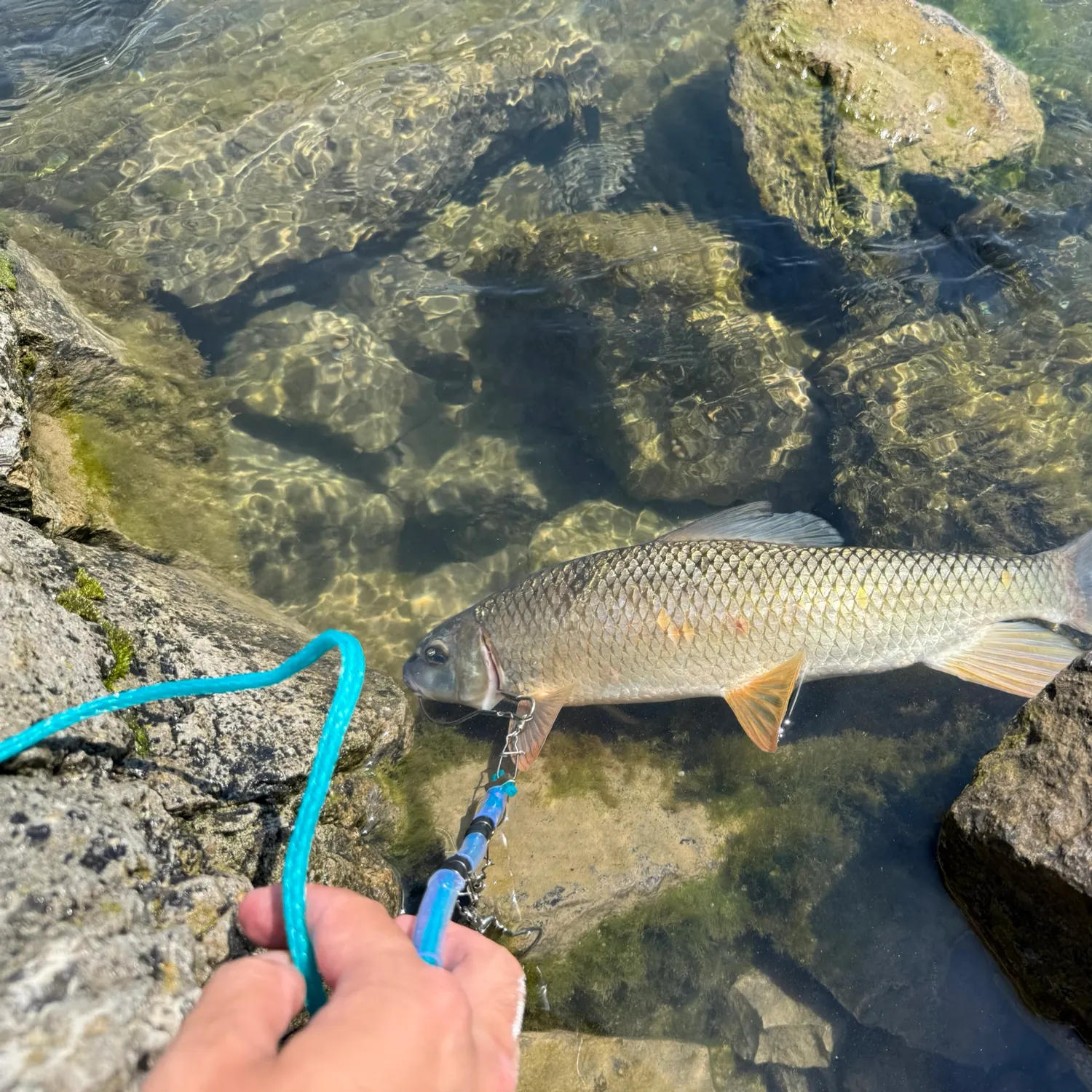 The most recent Golden redhorse catches on Fishbrain