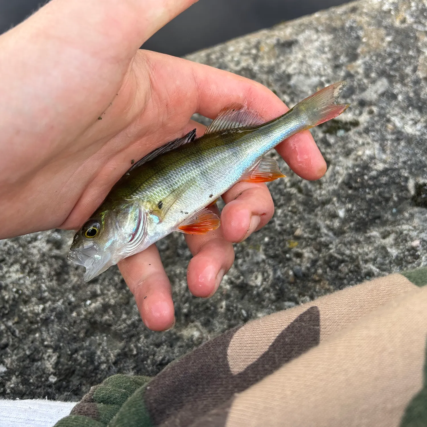 European perch caught on Fishbrain