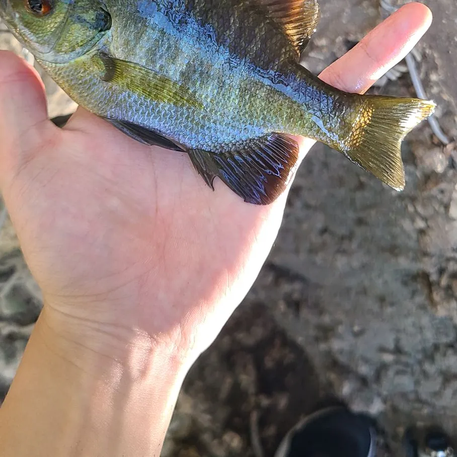 Bluegill caught on Fishbrain