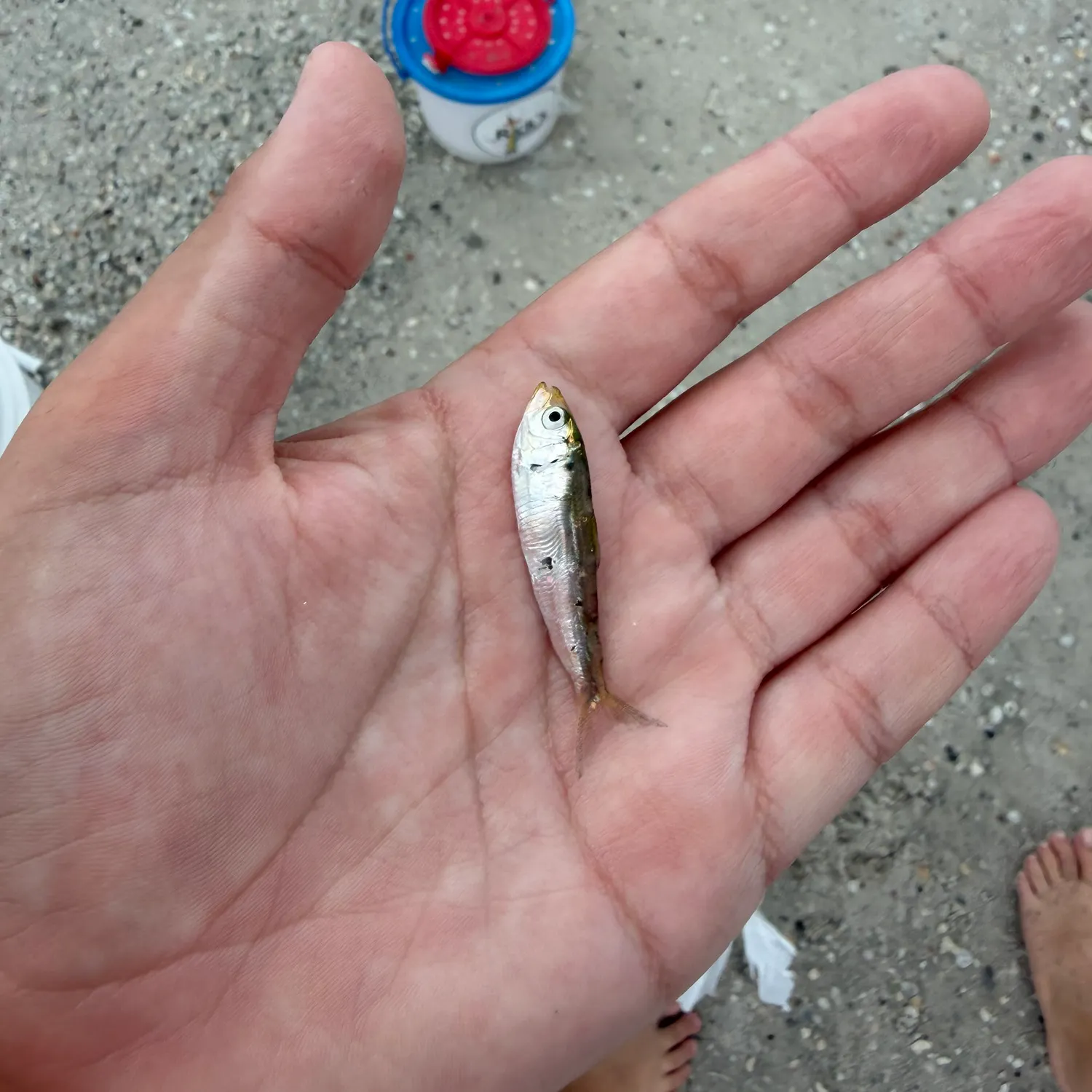 The most recent Gulf menhaden catches on Fishbrain