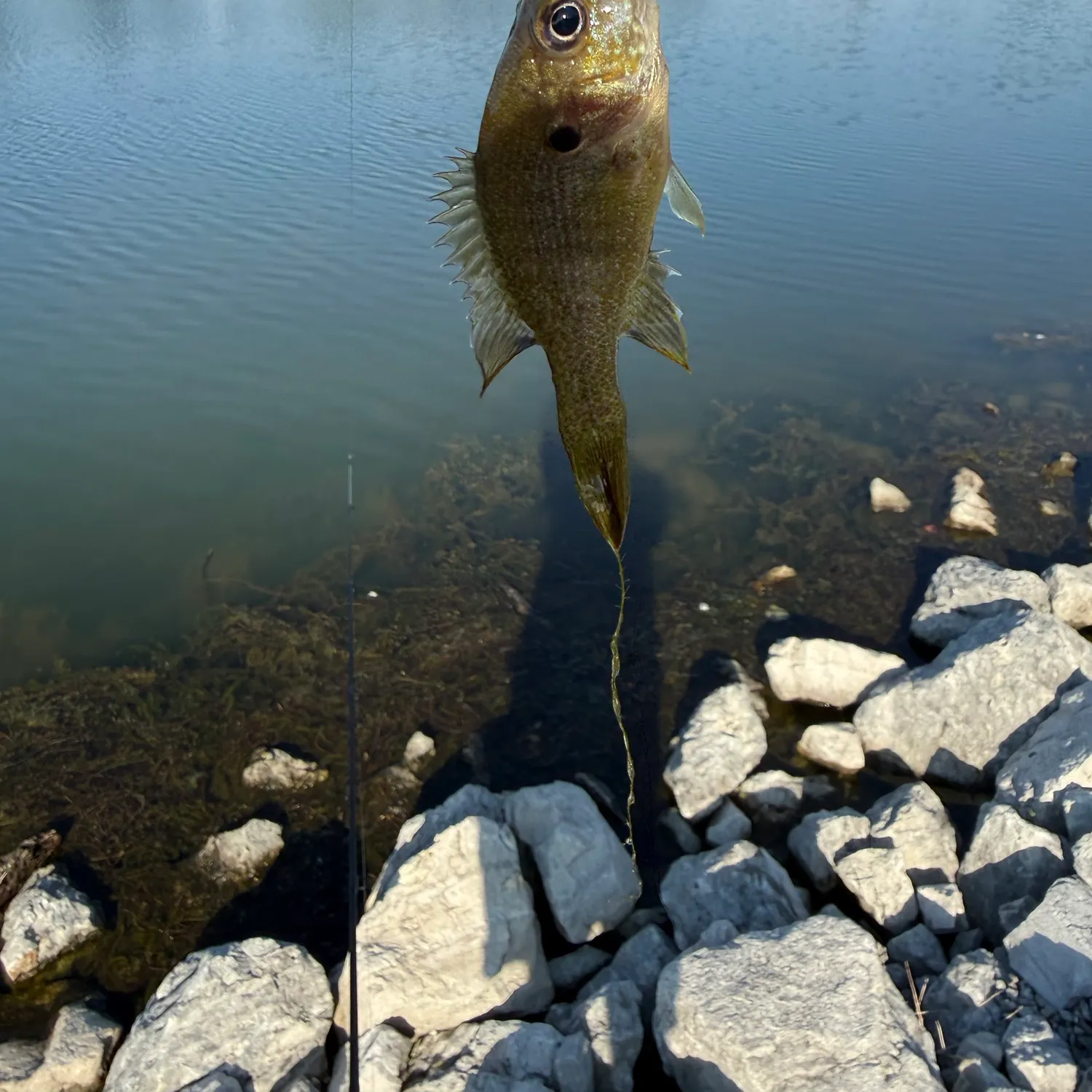 Green sunfish caught on Fishbrain