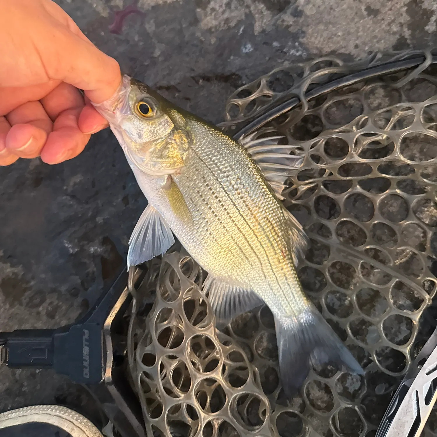White bass caught on Fishbrain