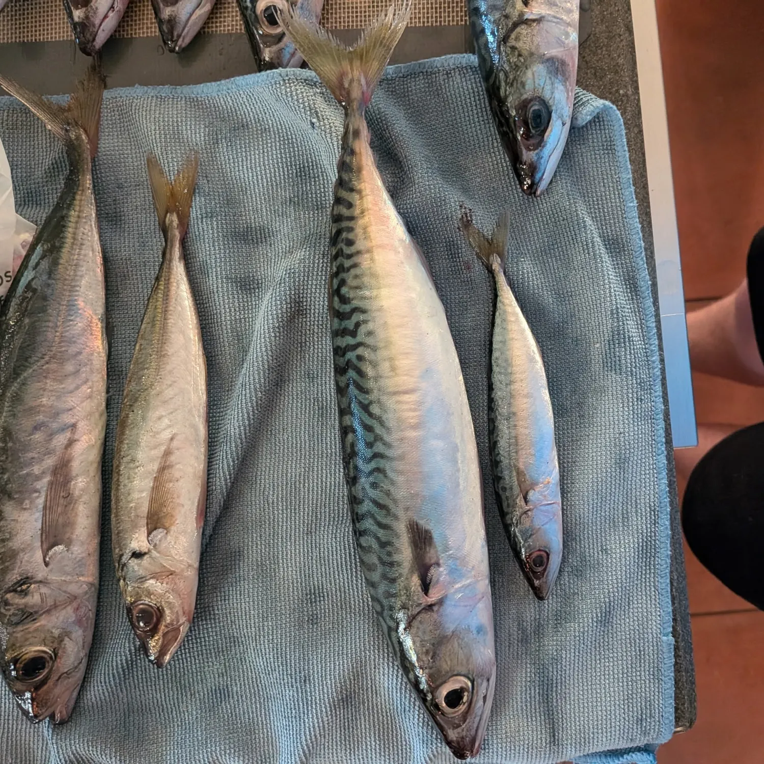 Pacific chub mackerel caught on Fishbrain