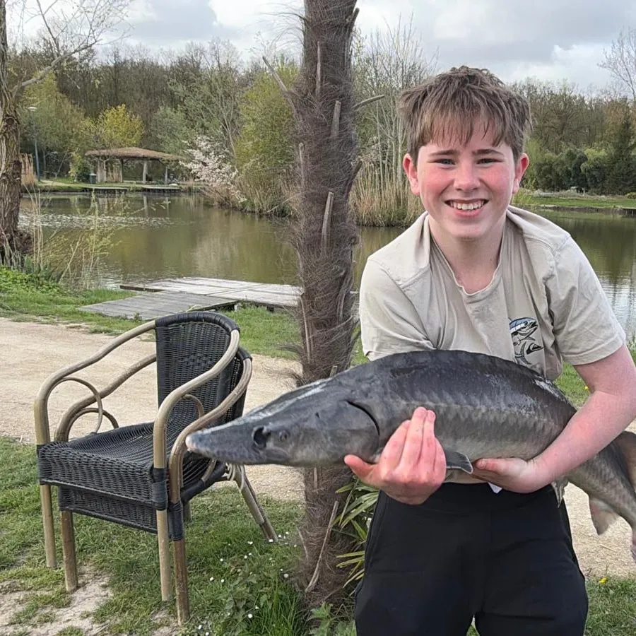 The most recent Siberian sturgeon catches on Fishbrain