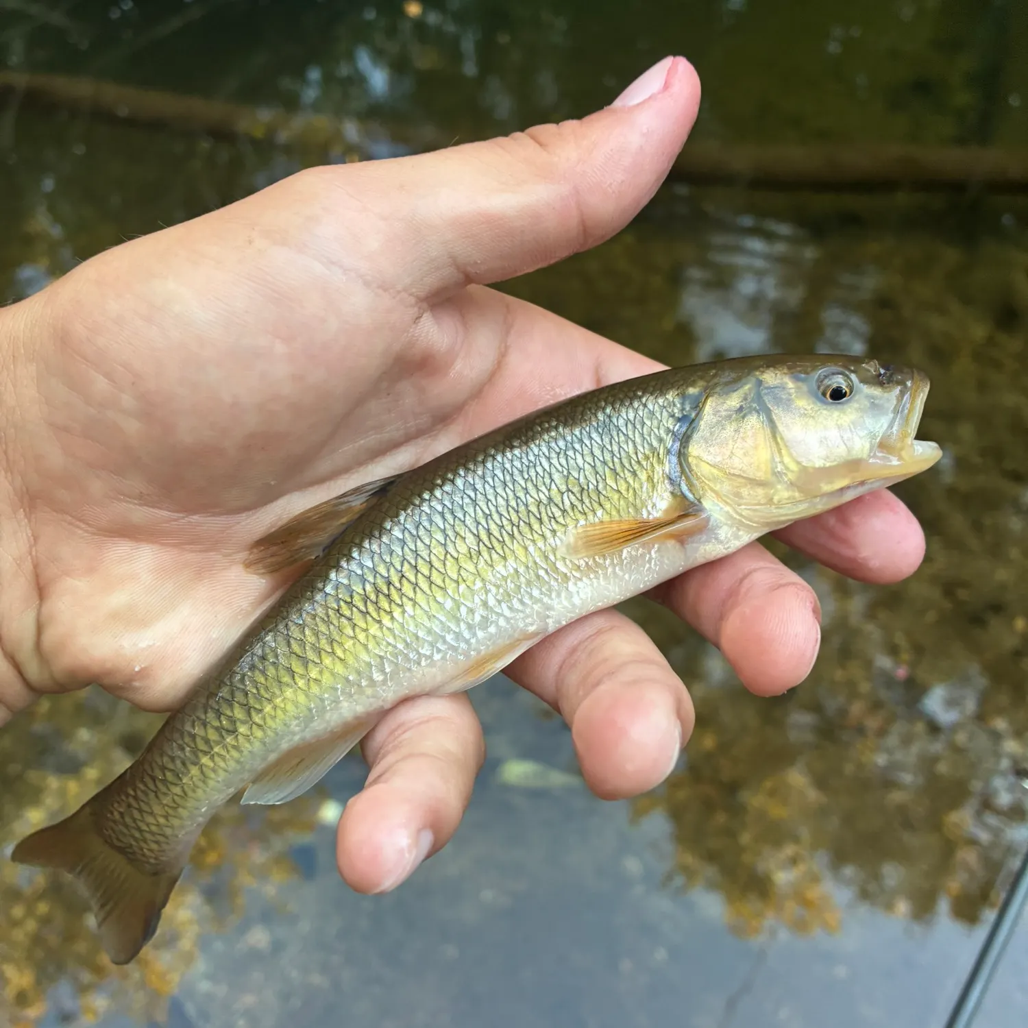 Creek chub caught on Fishbrain