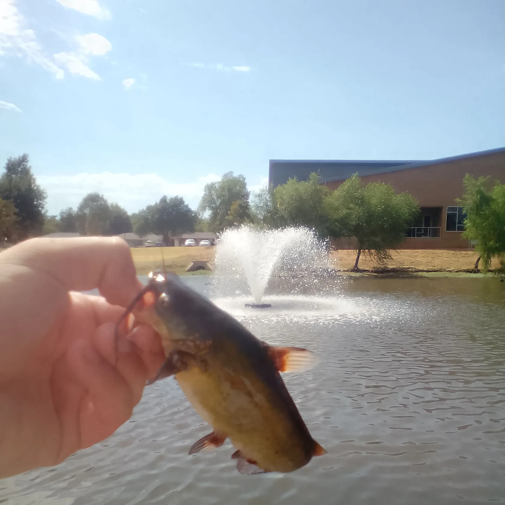 Yellow bullhead caught on Fishbrain