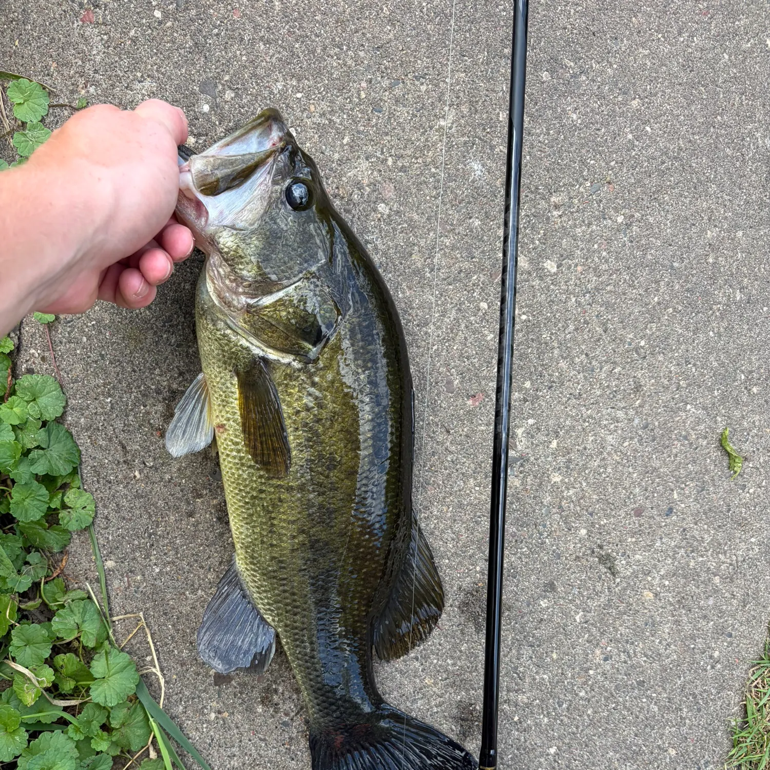 Largemouth bass caught on Fishbrain