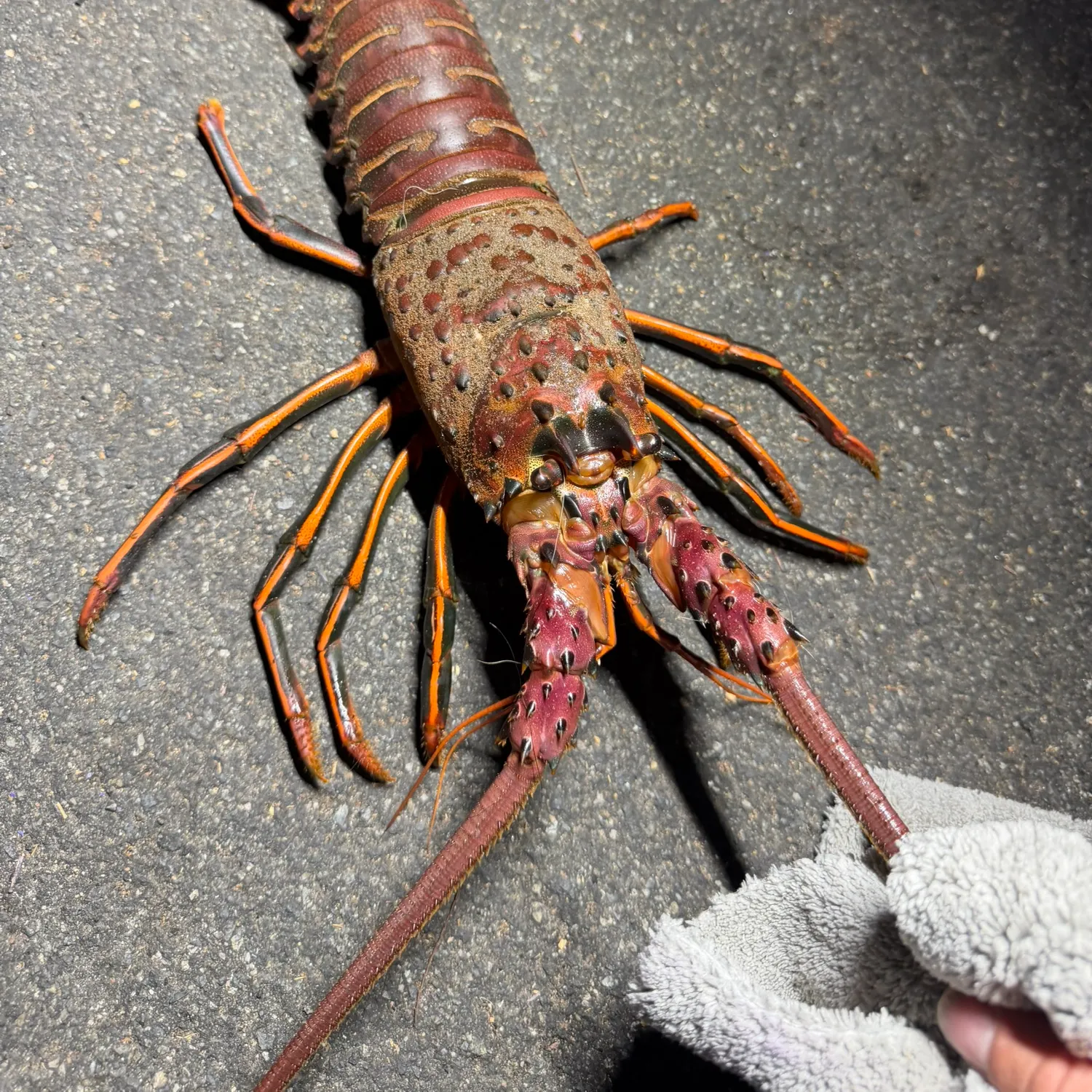 California spiny lobster caught on Fishbrain