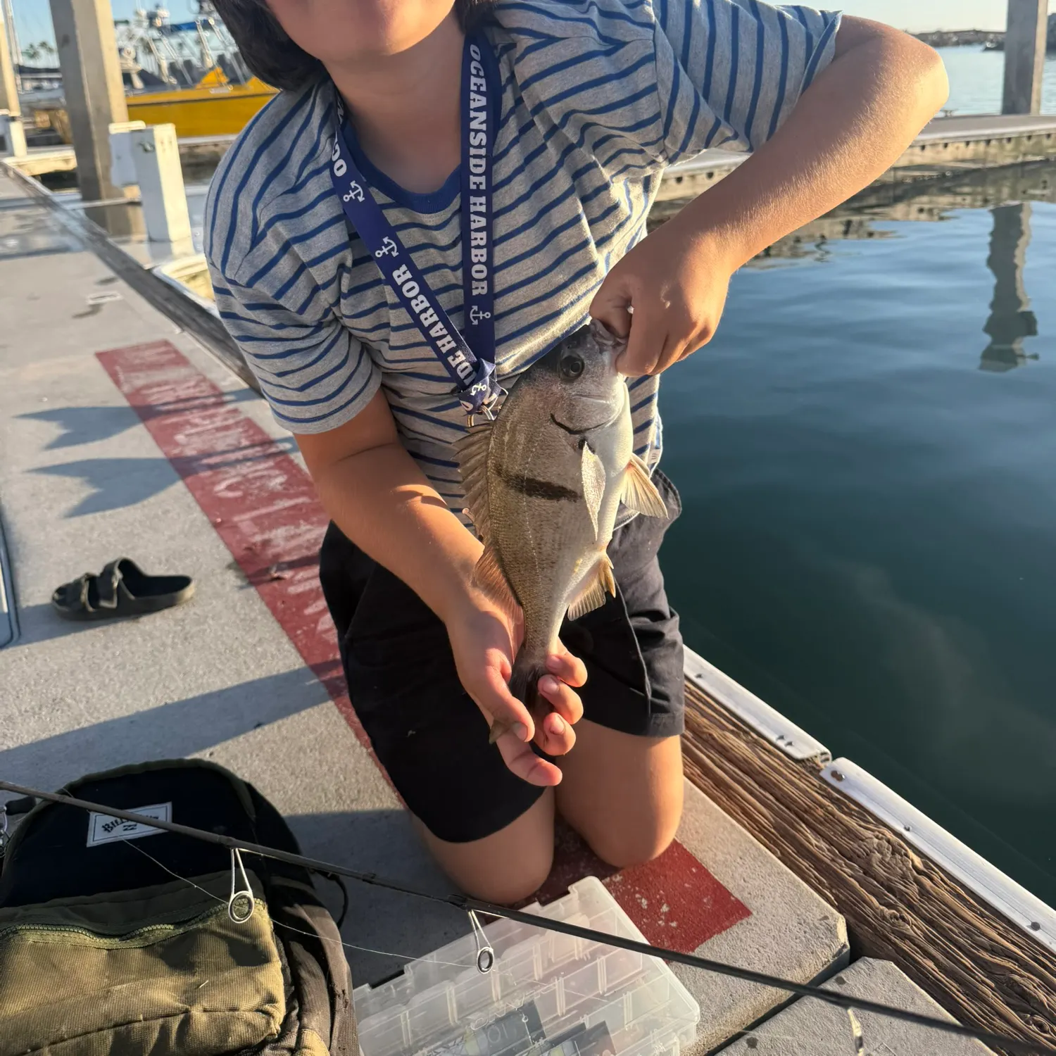 The most recent Sargo catches on Fishbrain