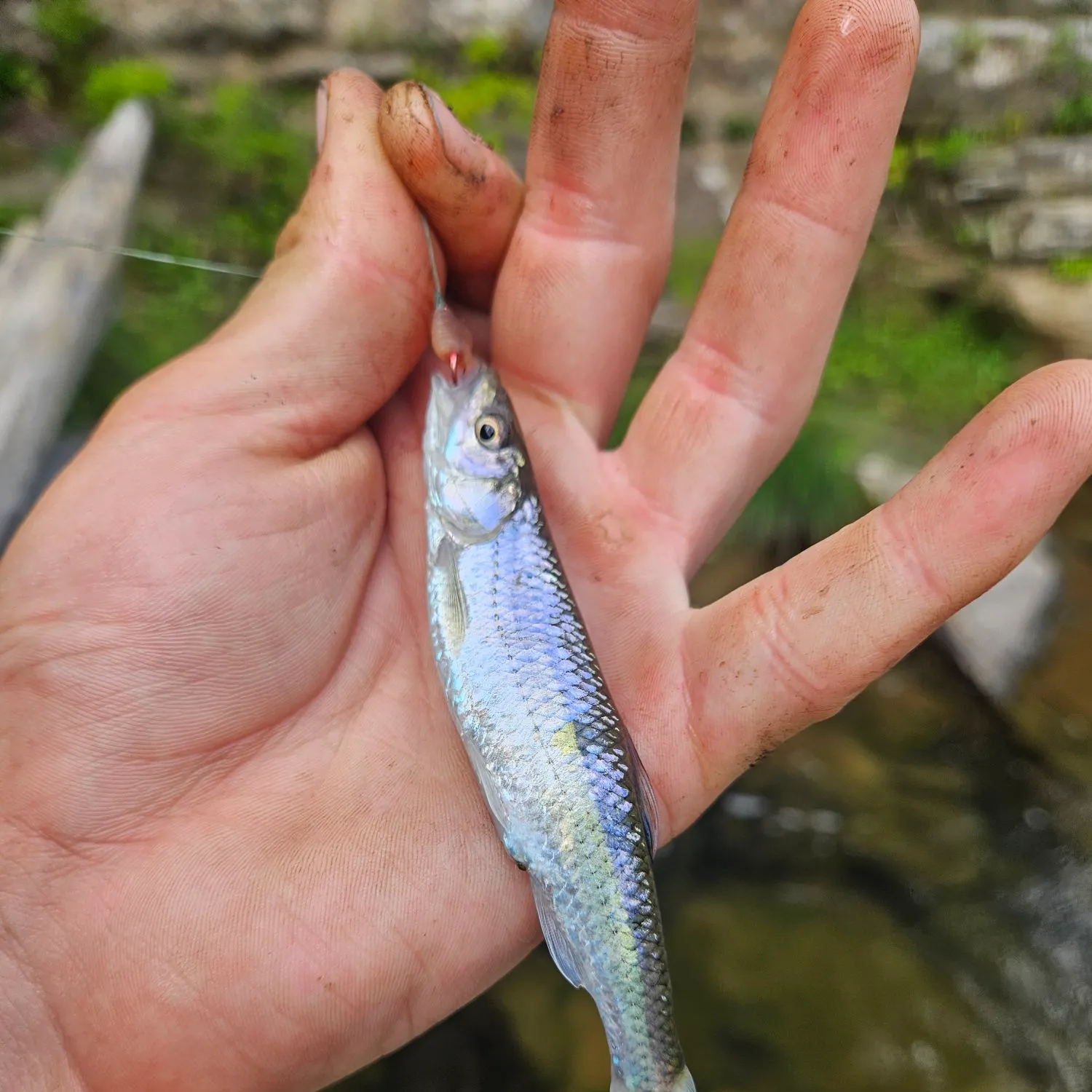 The most recent Whitetail shiner catches on Fishbrain