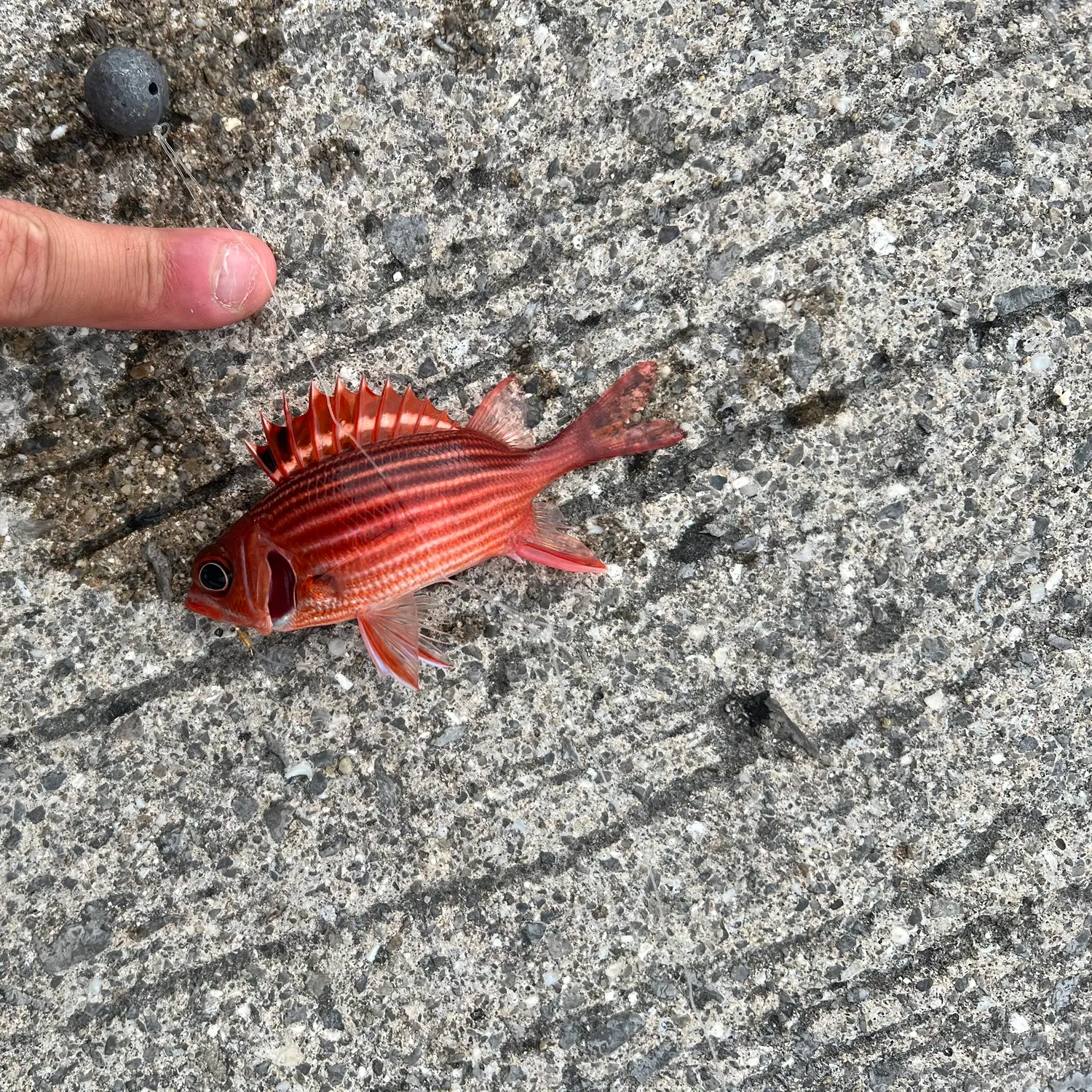 The most recent Common squirrelfish catches on Fishbrain