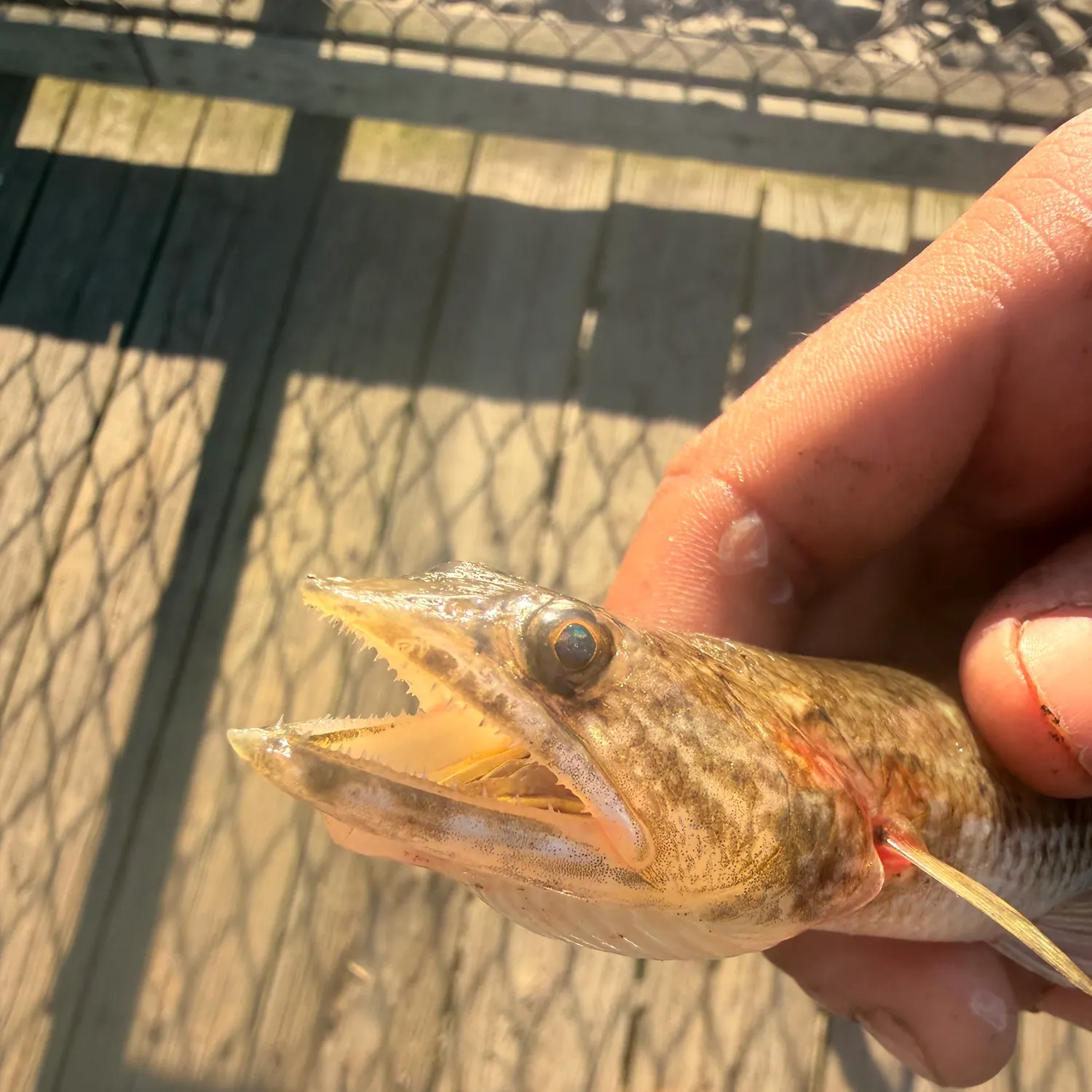 Inshore lizardfish caught on Fishbrain