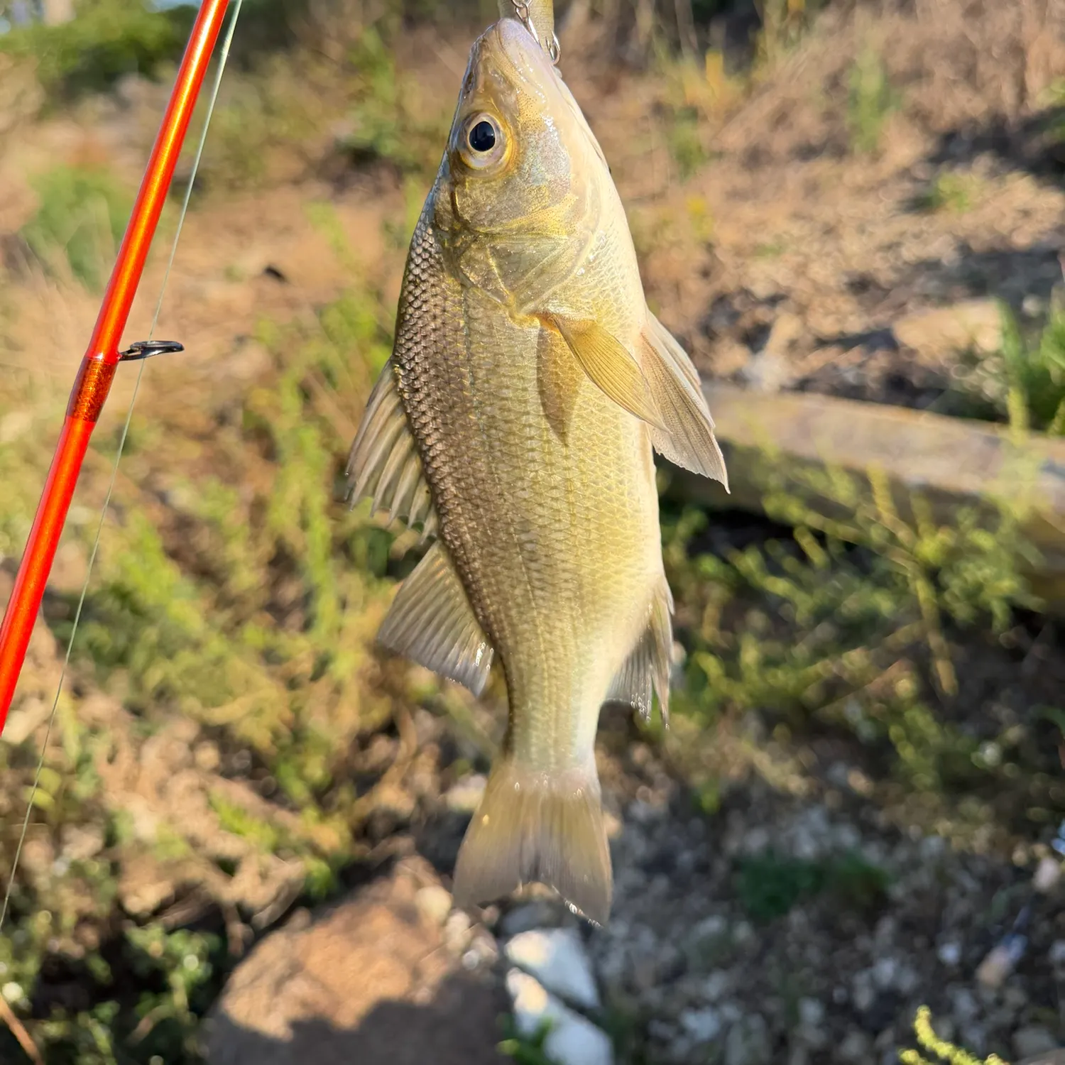White perch caught on Fishbrain