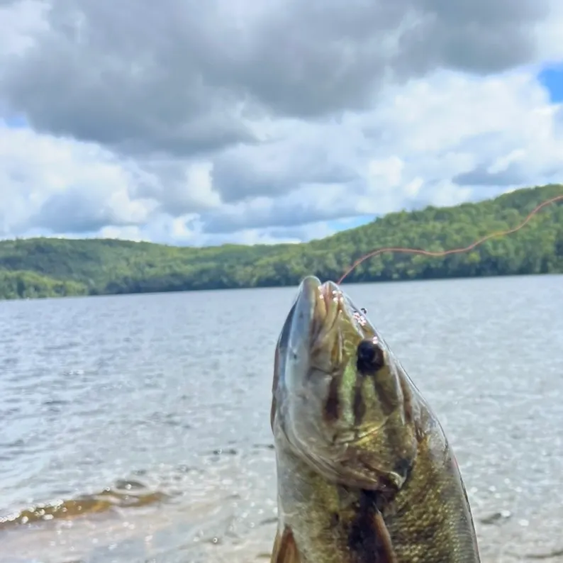 Smallmouth bass caught on Fishbrain